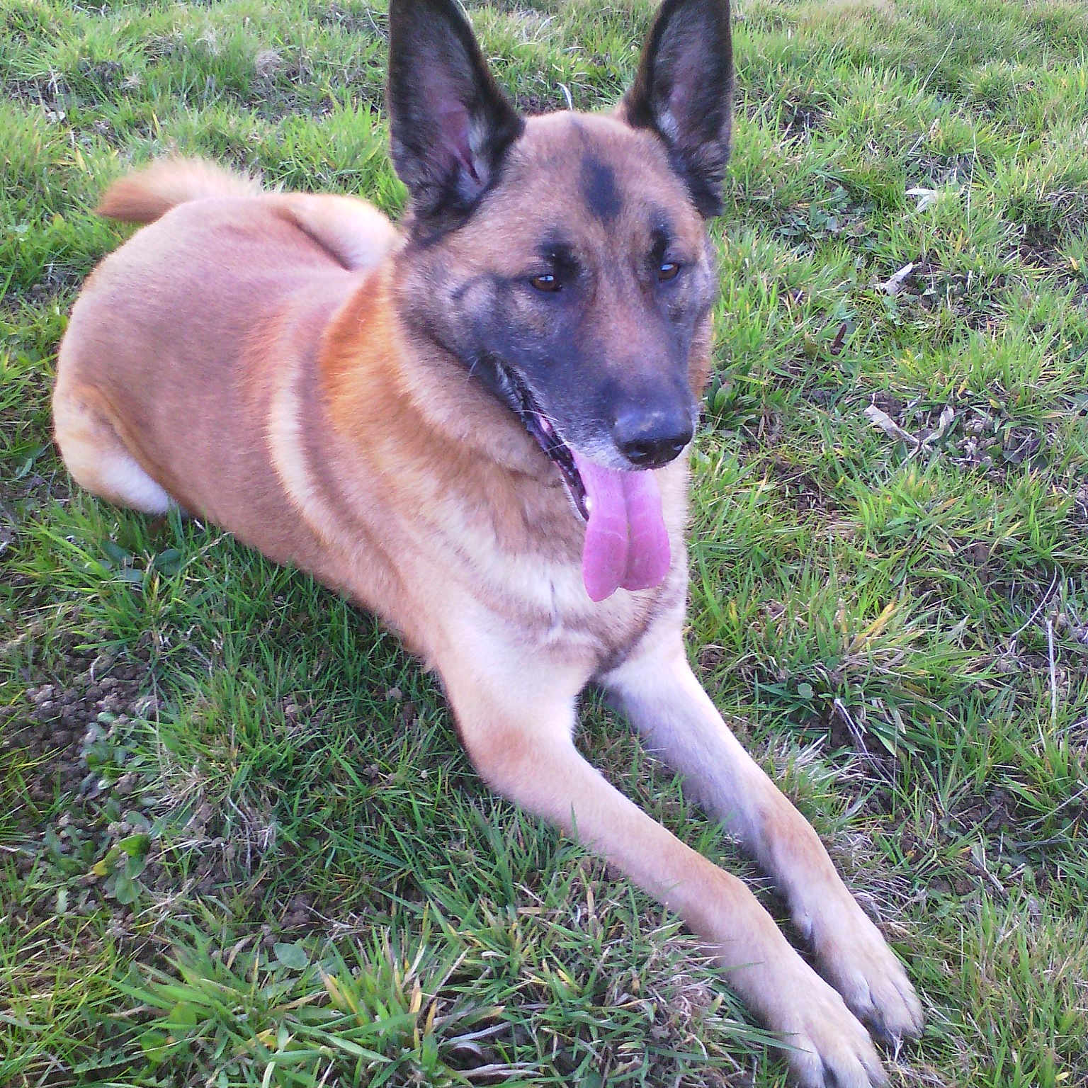 Darky participe au concours pour gagner de l'argent avec cette photo : belgian_shepherd, belgian_shepherd_malinois, canidae, carnivore, carolina_dog, dog, dog_breed, fawn, german_shepherd_dog, grass, mammal, rare_breed_dog, shiloh_shepherd_dog, vertebrate, working_dog