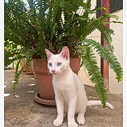 Cat a rejoint le concours — aidez-le/la à gagner de superbes lots ! kitten, white_cat, blue_eyes, plant, potted_plant, fern, concrete_floor, outdoor, pet, animal, nature, greenery, young_cat, cute, sitting, small, domestic_cat, curious, whiskers, tail