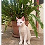 kitten, white_cat, blue_eyes, plant, potted_plant, fern, concrete_floor, outdoor, pet, animal, nature, greenery, young_cat, cute, sitting, small, domestic_cat, curious, whiskers, tail