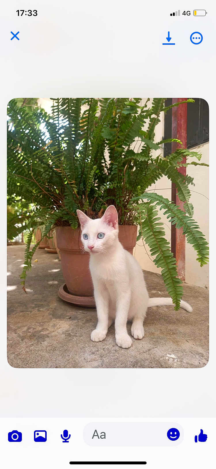 Cat a rejoint le concours — aidez-le/la à gagner de superbes lots ! kitten, white_cat, blue_eyes, plant, potted_plant, fern, concrete_floor, outdoor, pet, animal, nature, greenery, young_cat, cute, sitting, small, domestic_cat, curious, whiskers, tail