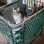 Pyper is registered to the contest to win money with this photo: box_labels, cardboard_box, carpet, cat, curious, feline, floor, green, hex_pattern, home_interior, indoor, metal_mesh, packaging, pet, retail_cart, shopping_cart, sitting, wheel, whiskers, worn_paint
