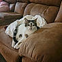 blanket, cat, cat_face, couch, cozy, cushion, fur, home_interior, human, living_room, lounging, paws, person_partial, pet, reclining, relaxed, sofa, staring, upholstery, whiskers