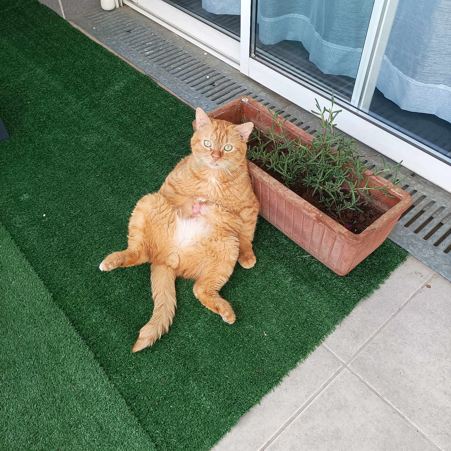 Petit Roux participe au concours pour gagner de l'argent avec cette photo : animal, cat, door, doormat, grass, hardwood, herbal, herbs, homedecor, indoors, jar, manx, mat, pet, plant, planter, pottedplant, pottery, vase, wood