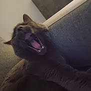 Sacha participe au concours pour gagner de l'argent avec cette photo : animal, blur, cat, close_up, couch, cushion, domestic, feline, fur, furry, indoor, mouth_open, paw, pet, relaxed, resting, teeth, tongue, whiskers, yawning