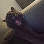 animal, blur, cat, close_up, couch, cushion, domestic, feline, fur, furry, indoor, mouth_open, paw, pet, relaxed, resting, teeth, tongue, whiskers, yawning