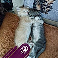 Chats D. S. M.