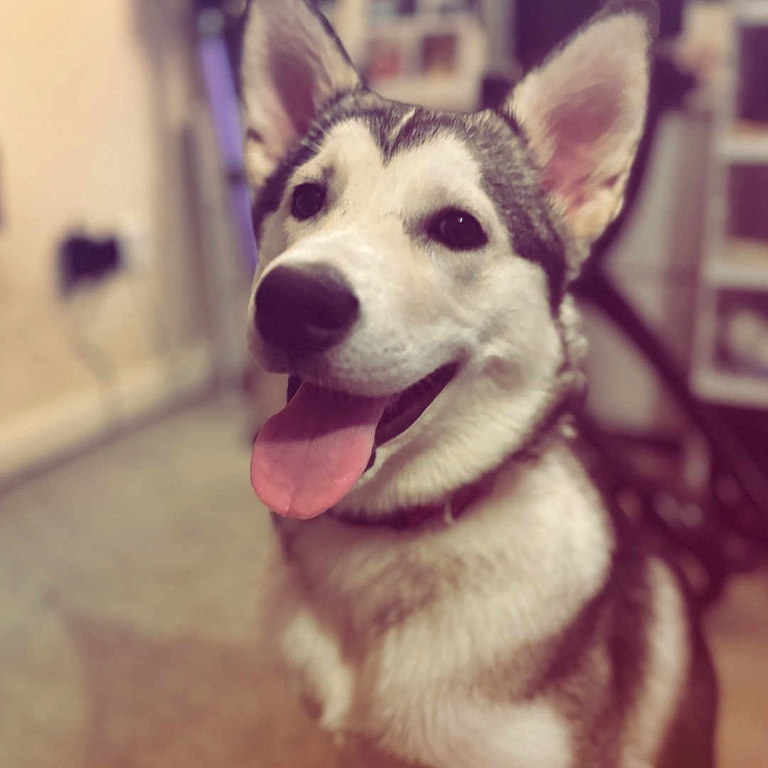 Lucy is registered to the contest to win money with this photo: accessories, animal, bodypart, canine, dog, eskimodog, germanshepherd, hound, husky, leash, mouth, person, pet, puppy, snout, strap, teeth, tongue, whitedog
