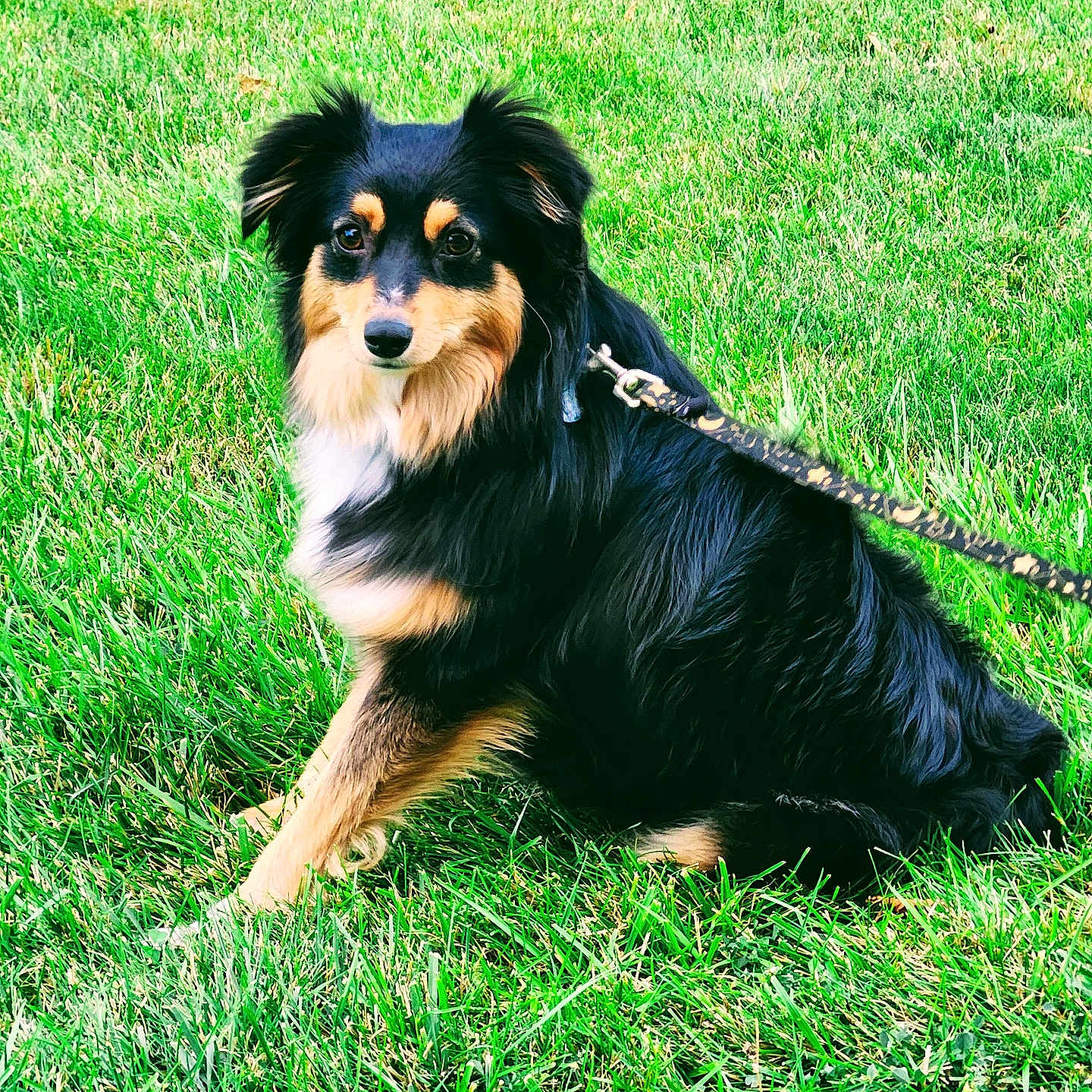 Scarlet joined the competition — help win amazing prizes! accessories, animal, canine, cockerspaniel, collie, dog, field, grass, grassland, lawn, leash, nature, outdoors, papillon, pet, plant, puppy, strap, terrier, yard