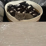 Grisou participe au concours pour gagner de l'argent avec cette photo : kitten, cat, pet, basket, blanket, paw_print, curious, gray, indoor, cushion, pattern, fabric, cozy, cute, animal, resting, feline, soft, small, home