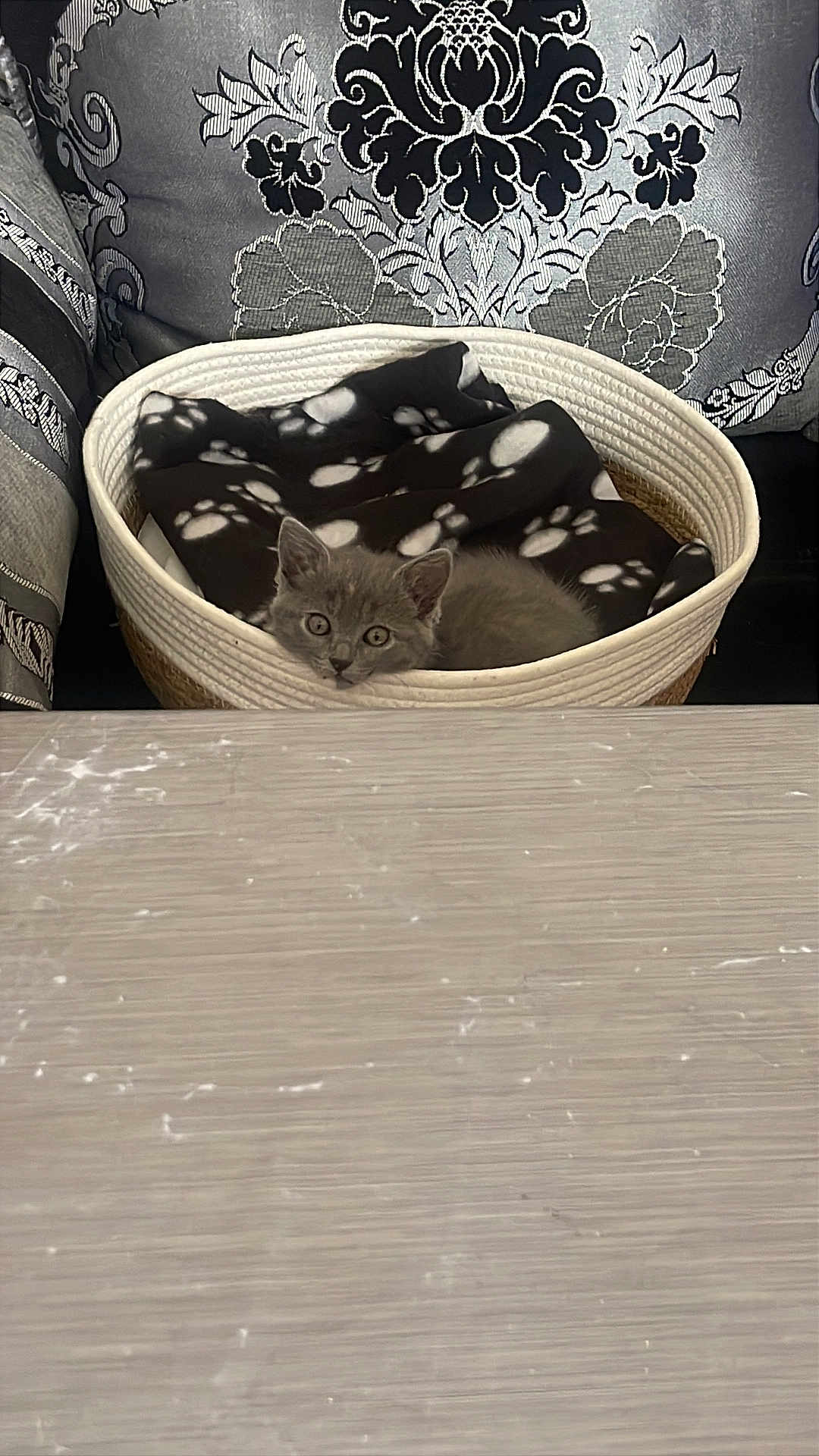 Grisou participe au concours pour gagner de l'argent avec cette photo : kitten, cat, pet, basket, blanket, paw_print, curious, gray, indoor, cushion, pattern, fabric, cozy, cute, animal, resting, feline, soft, small, home