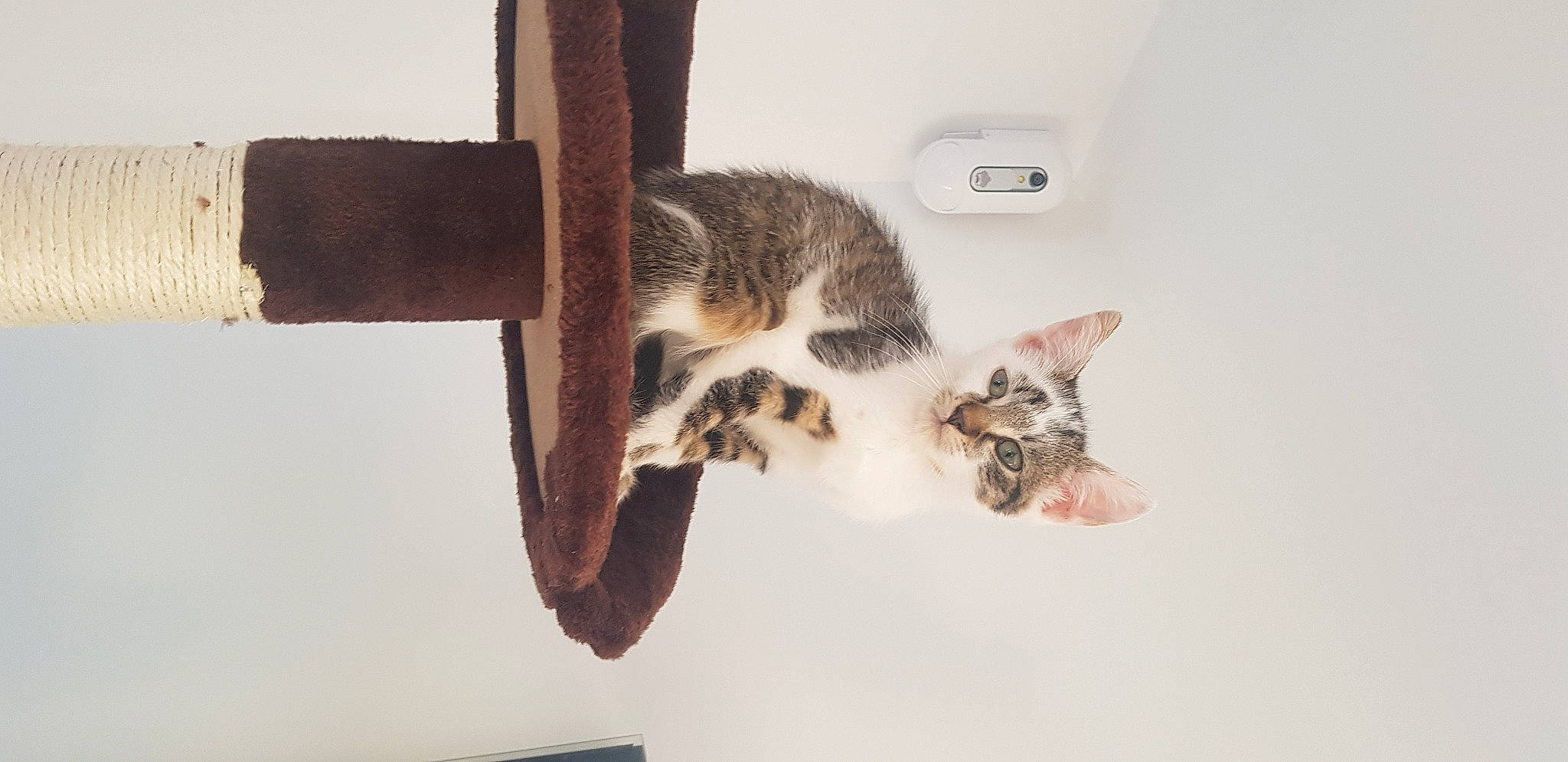 Octime participe au concours pour gagner de l'argent avec cette photo : carnivore, cat, cat_supply, chair, claw, domestic_short_haired_cat, felidae, fur, mammal, pet_supply, room, small_to_medium_sized_cats, snout, tail, terrestrial_animal, trunk, vertebrate, whiskers, wildlife, wood