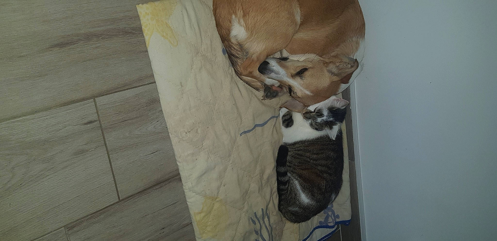 Octime participe au concours pour gagner de l'argent avec cette photo : art, bone, carnivore, cat, dog_breed, domestic_short_haired_cat, fawn, felidae, flooring, fur, grey, hardwood, plaster, plywood, small_to_medium_sized_cats, snout, tail, visual_arts, whiskers, wood