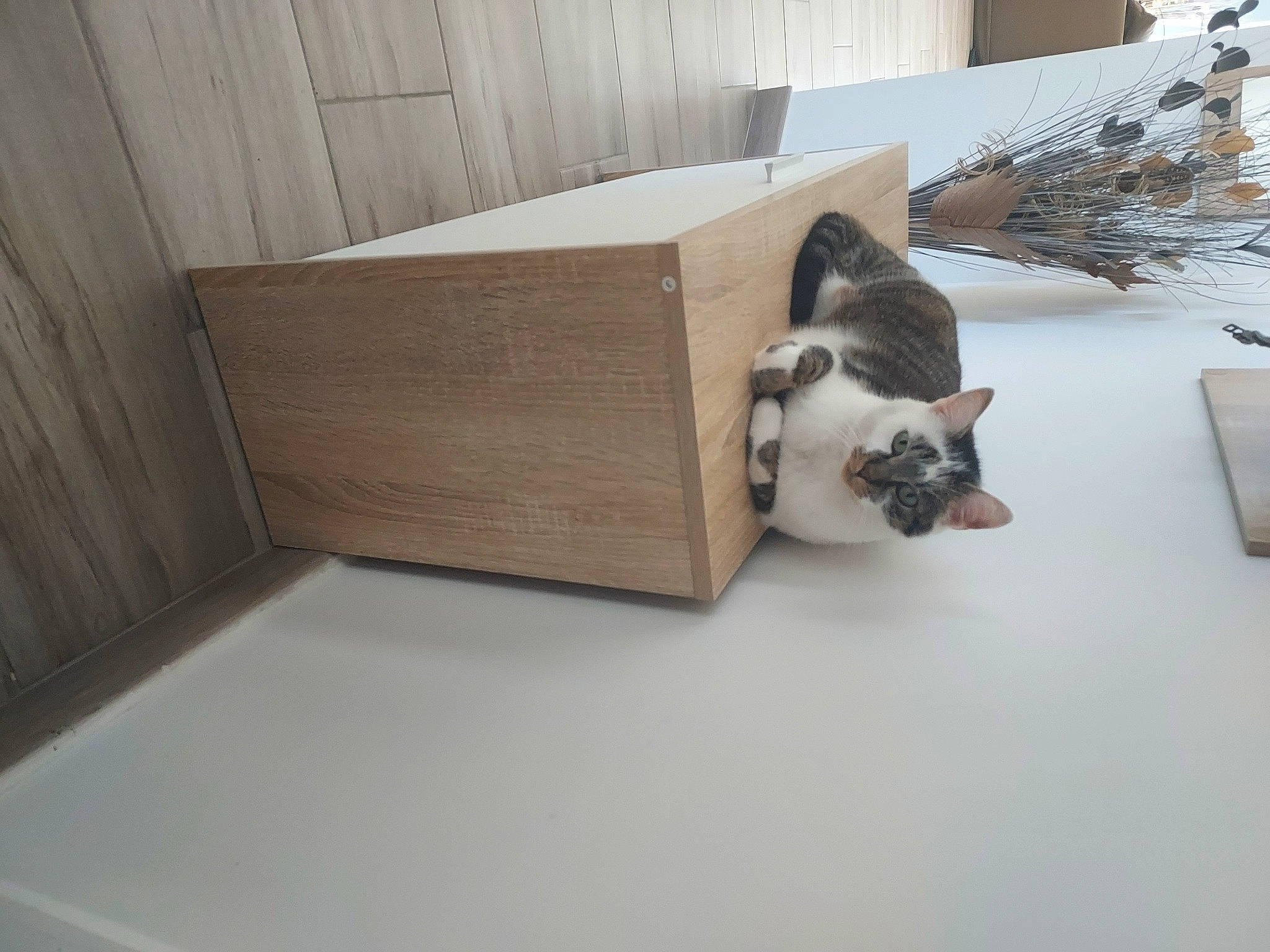 Octime a rejoint le concours — aidez-le/la à gagner de superbes lots ! canidae, cardboard, carnivore, cat, dog_breed, domestic_short_haired_cat, felidae, flooring, fur, hardwood, laminate_flooring, pet_supply, plant, plywood, room, small_to_medium_sized_cats, sporting_group, tail, whiskers, wood