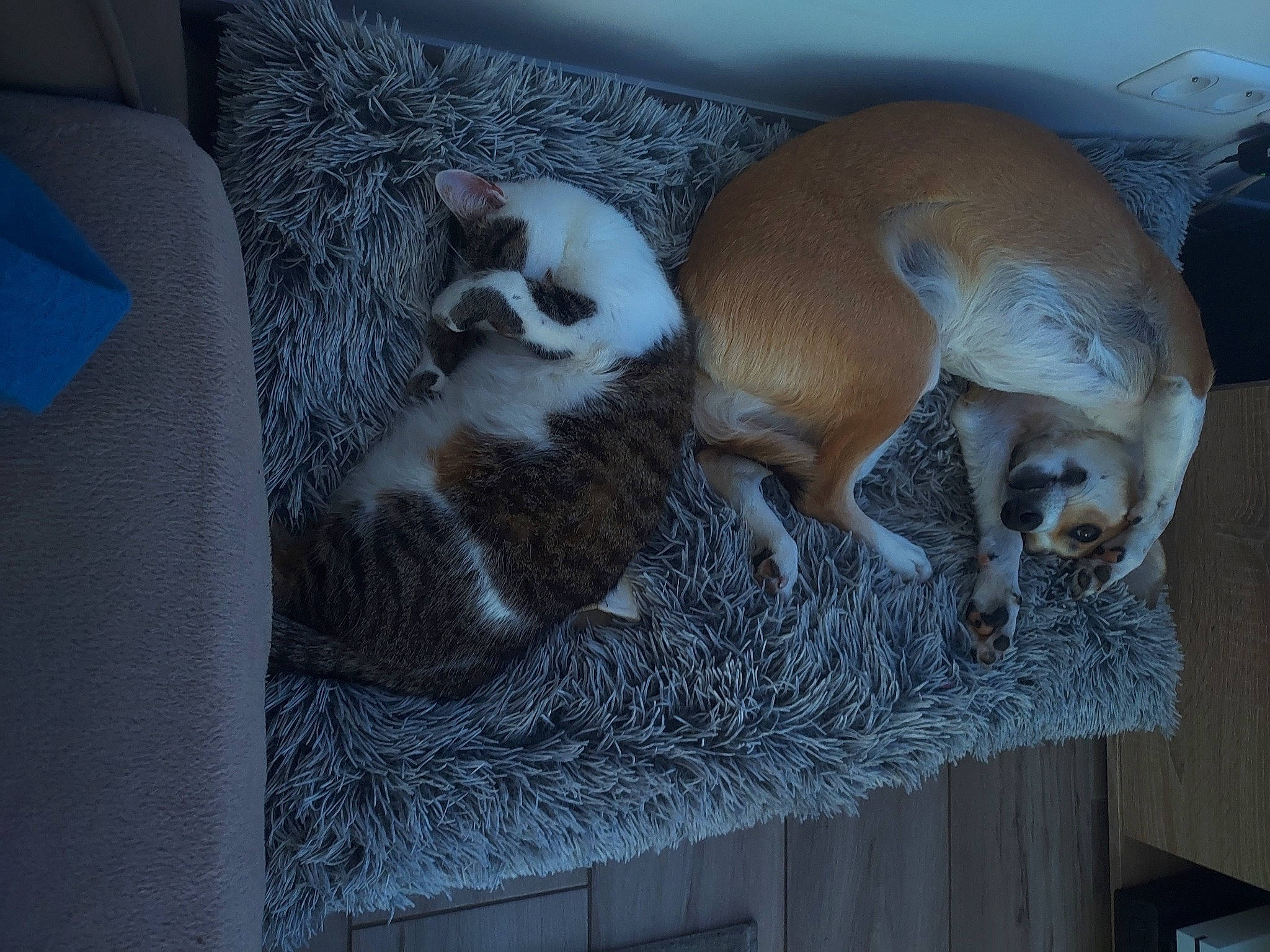 Octime participe au concours pour gagner de l'argent avec cette photo : animal_shelter, carnivore, comfort, companion_dog, dog, dog_breed, fawn, felidae, flooring, fur, grey, hardwood, linens, pet_supply, room, small_to_medium_sized_cats, snout, tail, whiskers, wood