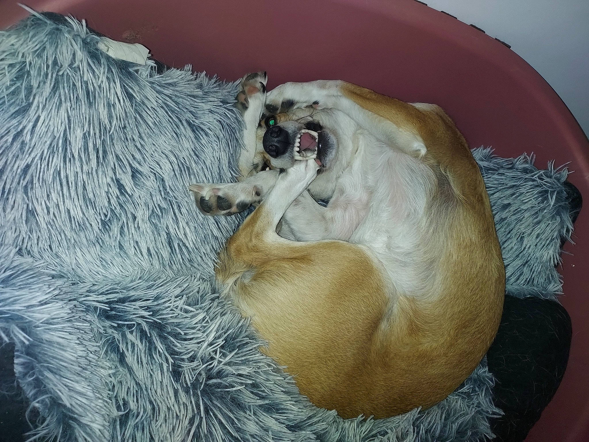 Pia participe au concours pour gagner de l'argent avec cette photo : art, canidae, carnivore, claw, comfort, companion_dog, dog_breed, fang, fawn, felidae, fur, jaw, paw, small_to_medium_sized_cats, snout, sporting_group, terrestrial_animal, whiskers, wildlife, yawn