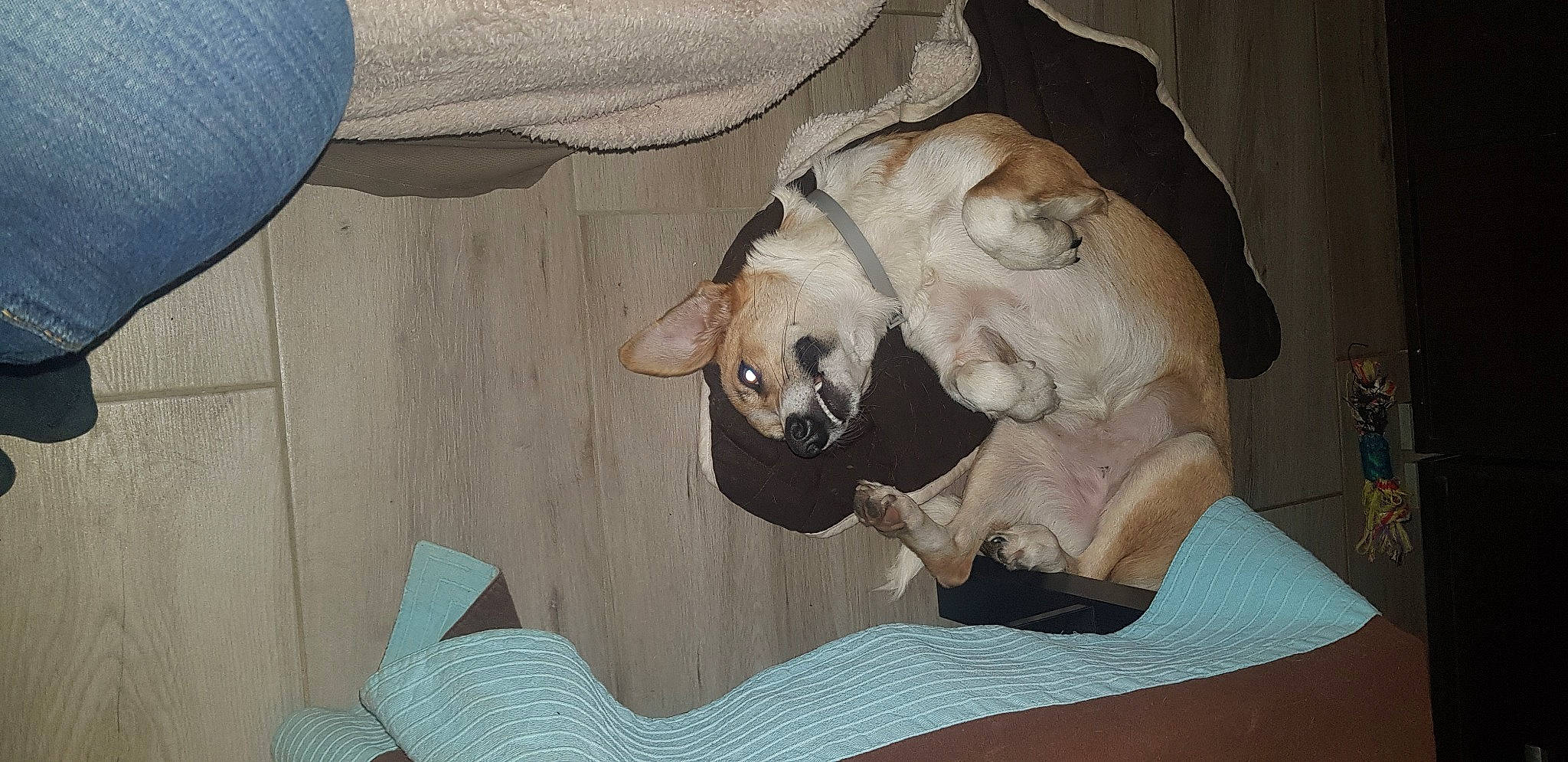 Pia a rejoint le concours — aidez-le/la à gagner de superbes lots ! art, bone, carnivore, comfort, companion_dog, dog, dog_breed, extinction, fawn, felidae, jaw, rhinoceros, sculpture, skull, small_to_medium_sized_cats, snout, sporting_group, wood, working_animal, wrinkle