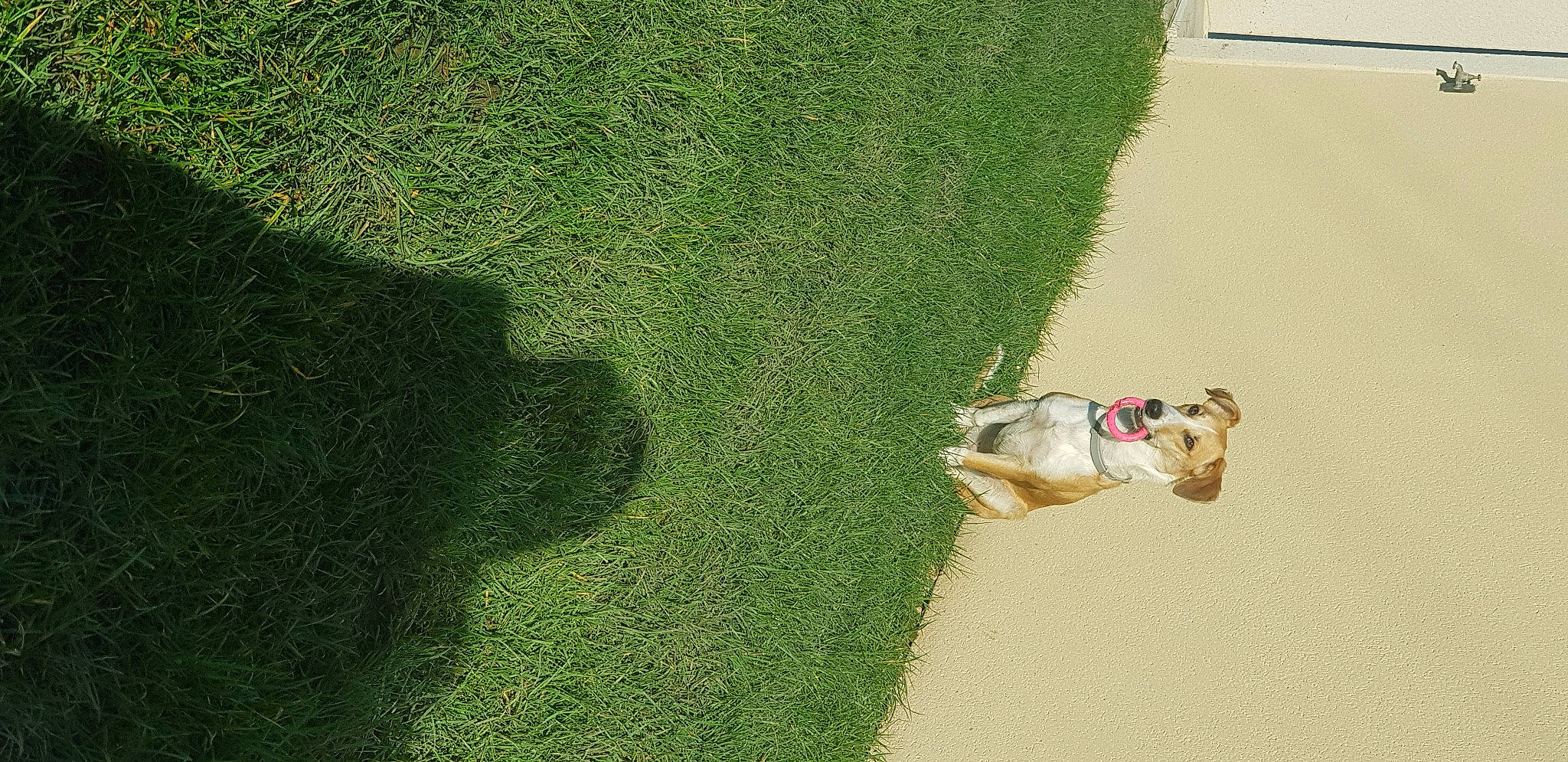 Pia participe au concours pour gagner de l'argent avec cette photo : asphalt, ball, carnivore, companion_dog, dog, dog_breed, fawn, flooring, grass, grassland, hedge, landscape, lawn, plant, road_surface, shadow, shrub, tail, toy, tree