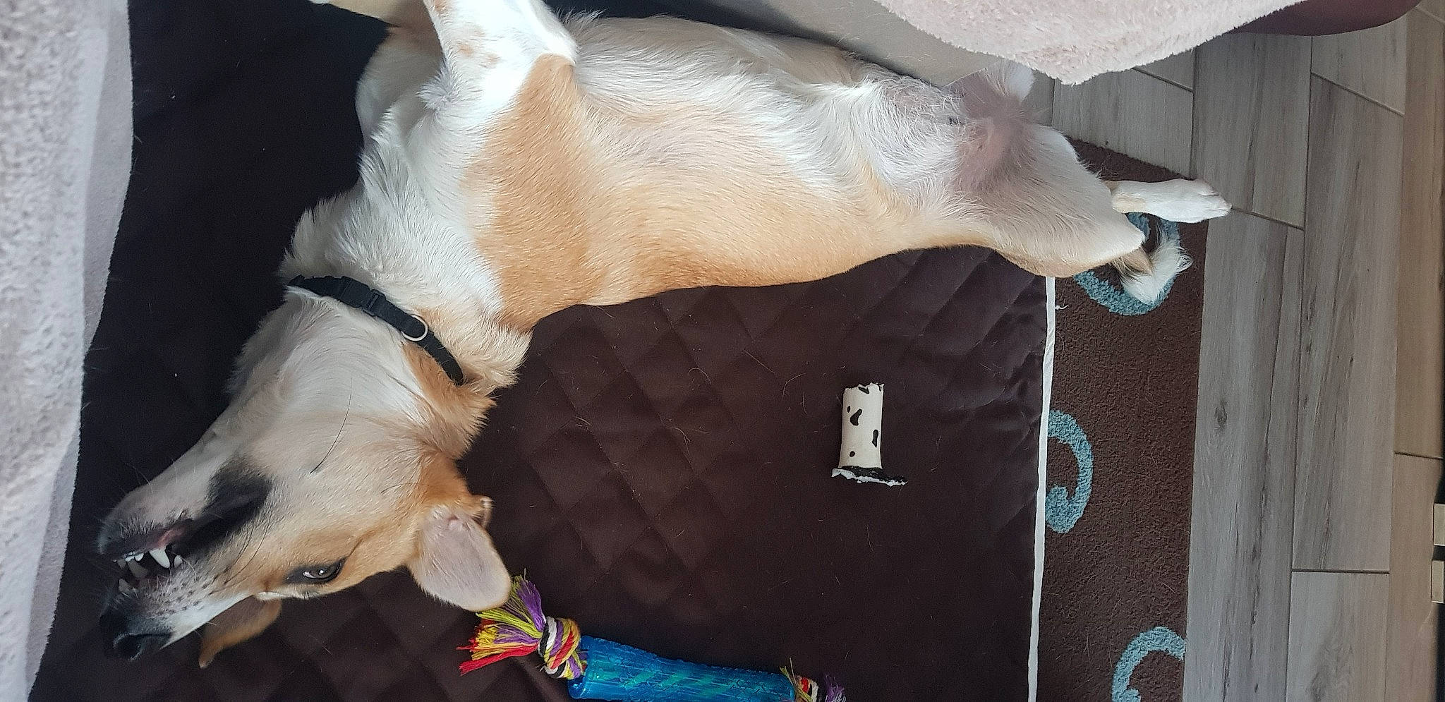 Pia a rejoint le concours — aidez-le/la à gagner de superbes lots ! canidae, carnivore, collar, comfort, companion_dog, couch, dog, dog_breed, dog_collar, dog_supply, fawn, felidae, fur, gesture, paw, small_to_medium_sized_cats, snout, sporting_group, tail, working_animal