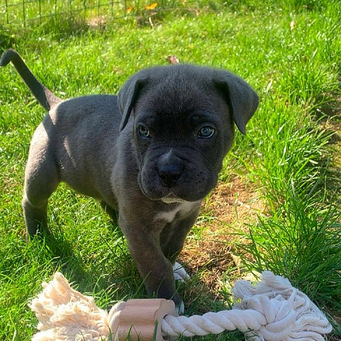 Aslan a rejoint le concours — aidez-le/la à gagner de superbes lots ! adorable, animal, canine, cute, dog, fence, garden, grass, greenery, nature, outdoor, pet, playful, puppy, rope_toy, small_dog, summer, sunlight, toy, young