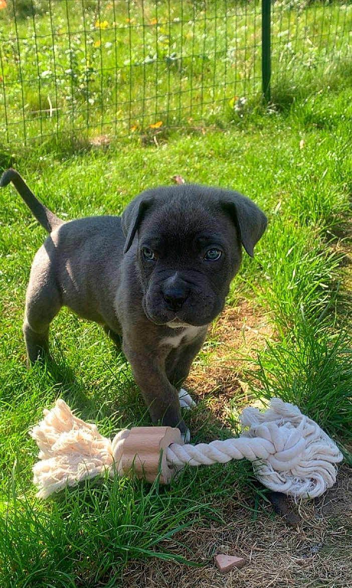Aslan a rejoint le concours — aidez-le/la à gagner de superbes lots ! puppy, dog, grass, outdoor, toy, rope_toy, sunlight, greenery, pet, animal, cute, young, playful, nature, fence, summer, small_dog, canine, adorable, garden