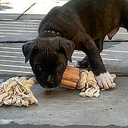 Aslan a rejoint le concours — aidez-le/la à gagner de superbes lots ! puppy, dog, black_dog, white_paws, rope_toy, wooden_block, pet, outdoor, grass, patio, tiles, young_dog, playing, chewing, collar, sunlight, shadow, animal, cute, curious