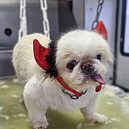 Nem participe au concours pour gagner de l'argent avec cette photo : animal, chain, closeup, collar, costume, cute, devil_horns, dog, domestic_animal, floor, fluffy, funny_expression, fur, indoor, pet, pet_accessory, red_accessory, small_dog, tongue_out, white_dog