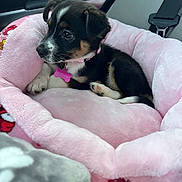 Daphny joined the competition — help win amazing prizes! animal, black_brown_white, car_interior, collar, comfort, cozy, cute, dog, fur, indoor, paw, pet, pink_bed, puppy, resting, seat_belt, side_view, soft, tag, young
