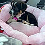 animal, black_brown_white, car_interior, collar, comfort, cozy, cute, dog, fur, indoor, paw, pet, pink_bed, puppy, resting, seat_belt, side_view, soft, tag, young