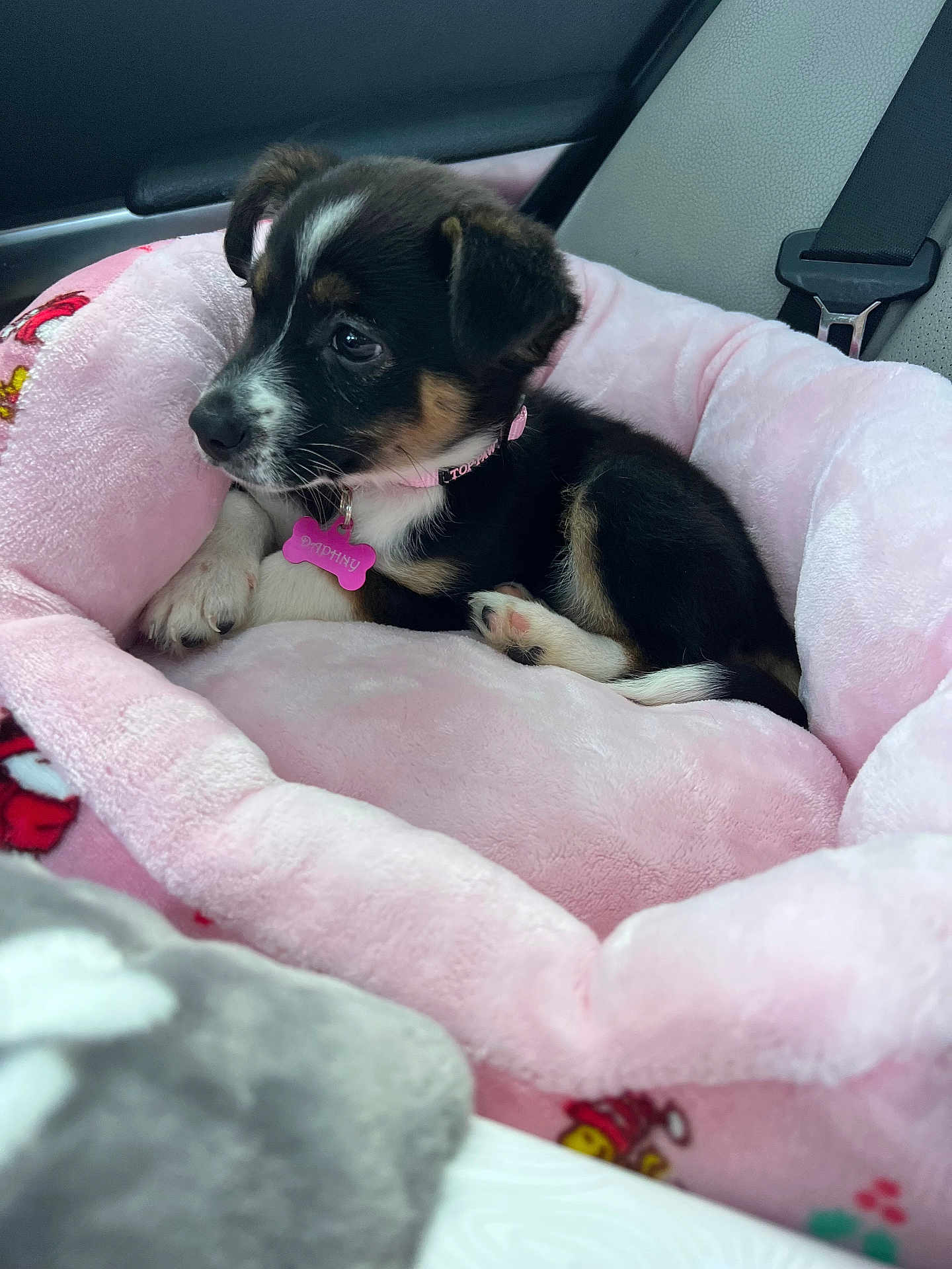 Daphny joined the competition — help win amazing prizes! animal, black_brown_white, car_interior, collar, comfort, cozy, cute, dog, fur, indoor, paw, pet, pink_bed, puppy, resting, seat_belt, side_view, soft, tag, young