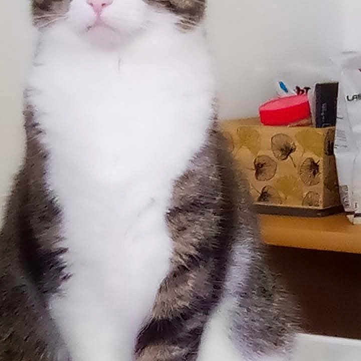 Mireille