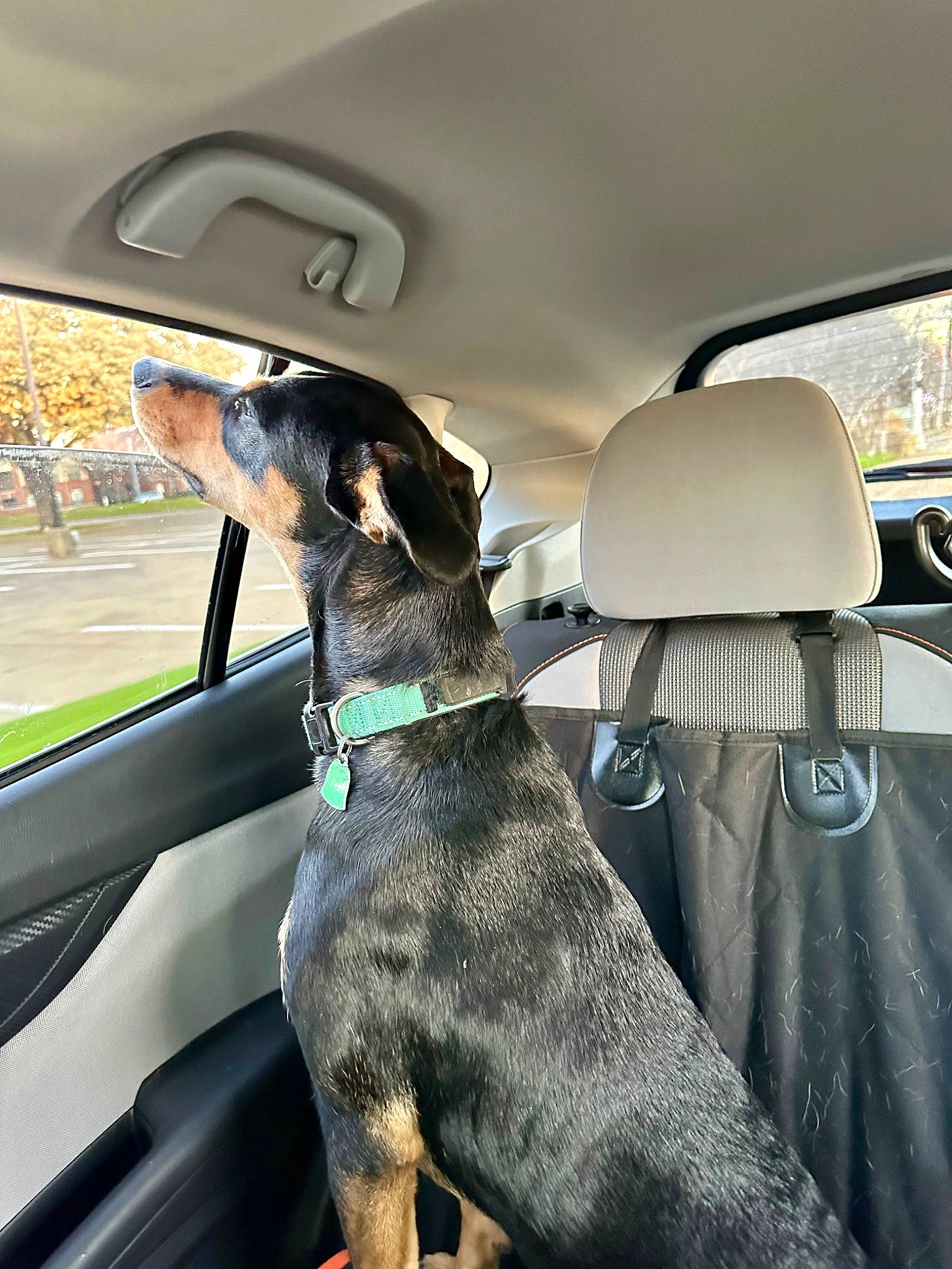 Arya joined the competition — help win amazing prizes! auto_part, automotive_design, automotive_exterior, automotive_mirror, car, car_seat, car_seat_cover, carnivore, collar, dog, dog_breed, gesture, head_restraint, motor_vehicle, personal_luxury_car, seat_belt, steering_wheel, vehicle, vehicle_door, window