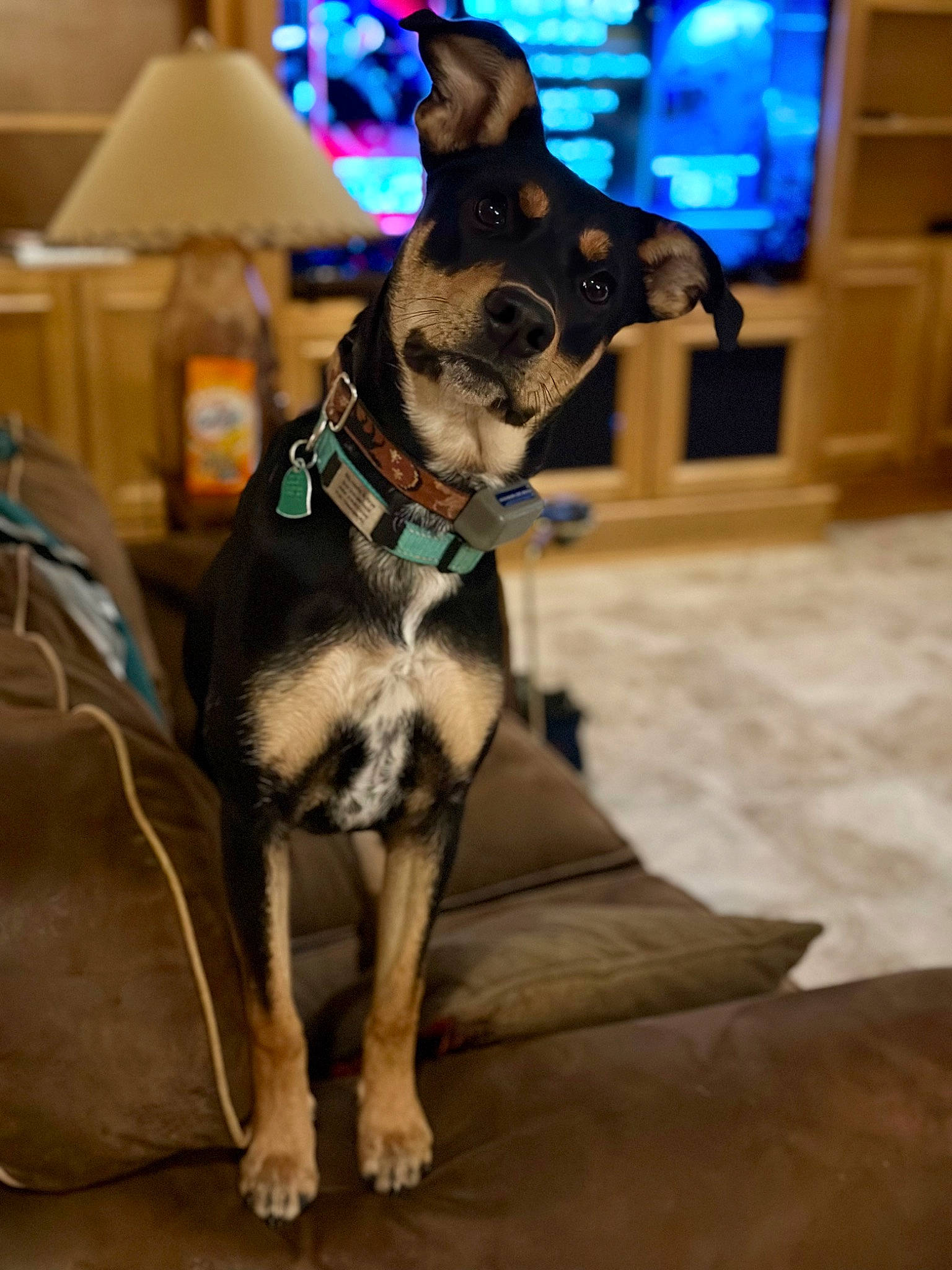 Arya joined the competition — help win amazing prizes! canidae, carnivore, collar, companion_dog, dog, dog_breed, dog_collar, dog_supply, fashion_accessory, fawn, fur, leash, party_hat, pet_supply, snout, sporting_group, whiskers, window, working_animal, working_dog