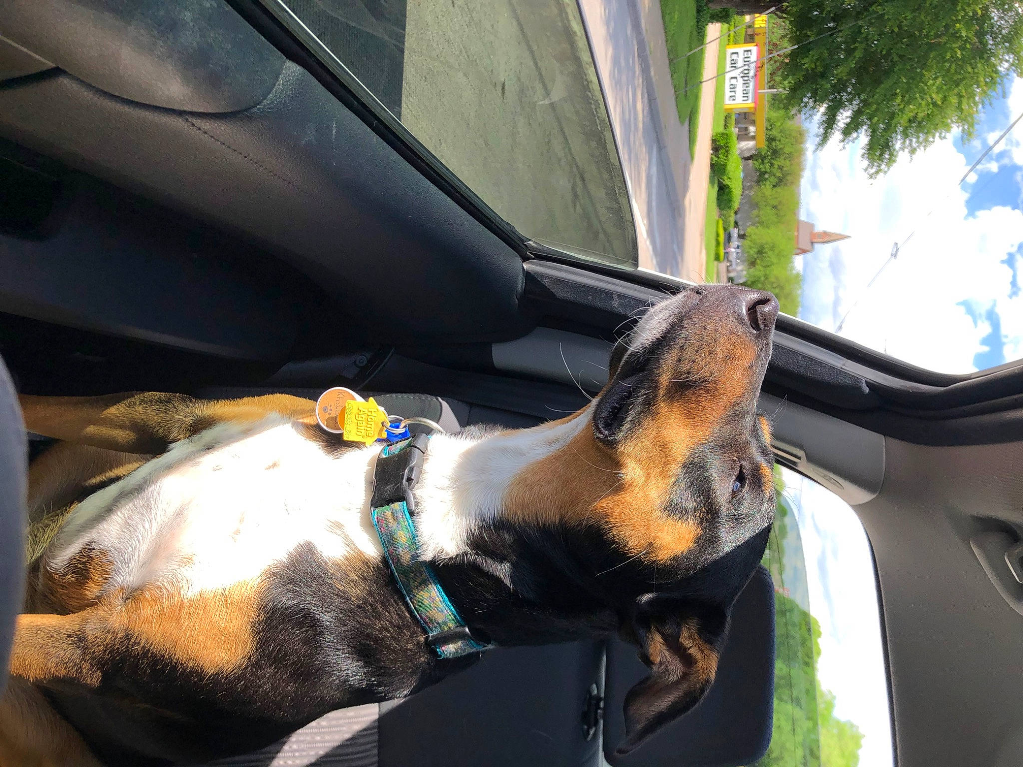 Khaleesi is registered to the contest to win money with this photo: auto_part, automotive_exterior, car, car_seat, car_seat_cover, carnivore, collar, companion_dog, dog, dog_breed, family_car, motor_vehicle, plant, snout, sporting_group, steering_wheel, tree, vehicle, vehicle_door, windshield