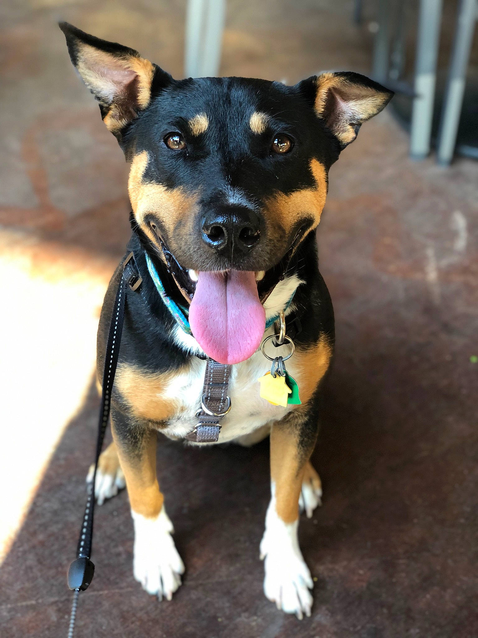 Khaleesi is registered to the contest to win money with this photo: canidae, carnivore, collar, companion_dog, dog, dog_breed, dog_clothes, dog_collar, dog_supply, fashion_accessory, fawn, fur, guard_dog, leash, pet_supply, snout, sporting_group, toy_dog, working_animal, working_dog