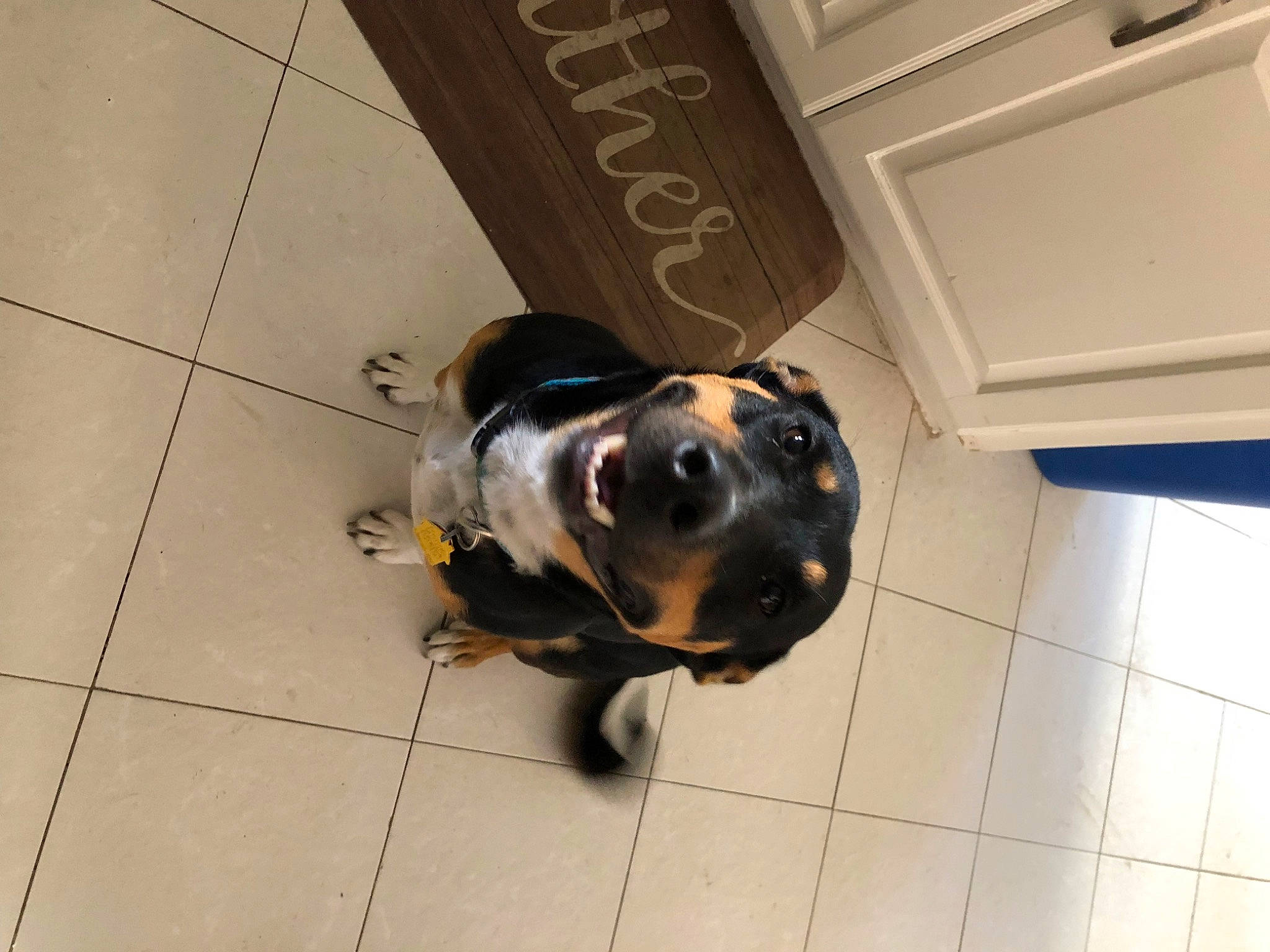 Khaleesi joined the competition — help win amazing prizes! canidae, carnivore, companion_dog, dog, dog_breed, fawn, floor, flooring, fur, hardwood, metal, personal_protective_equipment, road_surface, snout, sporting_group, terrestrial_animal, tile, tile_flooring, wood, working_animal