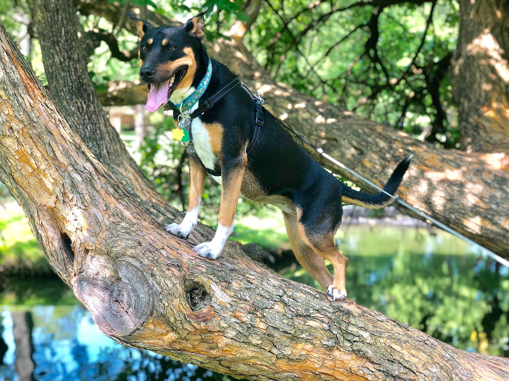 Khaleesi joined the competition — help win amazing prizes! biome, botany, branch, canidae, carnivore, dog, dog_breed, fawn, forest, nature, organism, plant, tail, terrestrial_animal, tree, trunk, twig, wilderness, wood, woody_plant