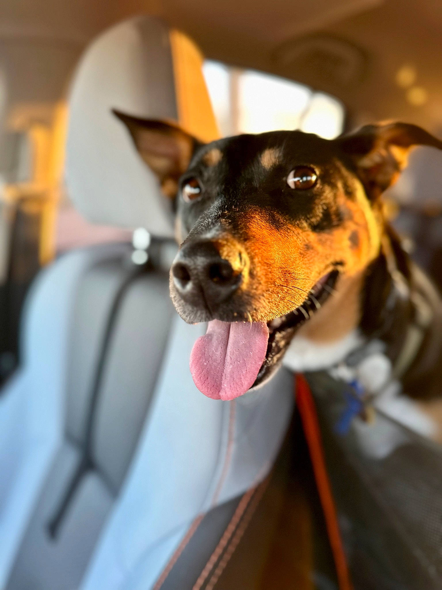 Khaleesi is registered to the contest to win money with this photo: canidae, carnivore, collar, companion_dog, dog, dog_breed, dog_collar, dog_supply, ear, fawn, fur, guard_dog, leash, russkiy_toy, snout, sporting_group, toy_dog, whiskers, working_animal, working_dog