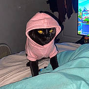 Stormy is registered to the contest to win money with this photo: cat, black_cat, hoodie, pink_hoodie, pet_clothing, indoor, bed, blanket, yellow_eyes, feline, cute, animal, pet, domestic_cat, looking, animal_portrait, closeup, cozy, home, night