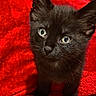 adorable, animal, black_kitten, cat, close_up, cozy, curious, cute, eyes, feline, fur, indoor, kitten, pet, portrait, red_blanket, small, soft_texture, whiskers, young_cat