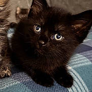 Bandit is registered to the contest to win money with this photo: animal, black_cat, blanket, blue_eyes, closeup, companion, cozy, curious, cute, domestic, feline, fluffy, fur, indoor, kitten, pet, resting, small, soft_lighting, young_animal