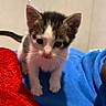 kitten, cat, pet, animal, feline, young, cute, curious, indoor, blanket, red, blue, soft, fur, whiskers, small, cozy, domestic, companion, cute_pet