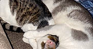 Theo joined the competition — help win amazing prizes! animal, blanket, cat, cats, close_up, couch, cozy, cute, domestic_animal, fur, furniture, indoor, pet, playful, relaxing, resting, sleeping, snuggling, tabby_cat, white_cat