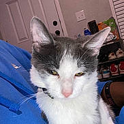 Theo is registered to the contest to win money with this photo: blue_hoodie, cat, close_up, collar, domestic_animal, door, ears, feline, fur, gray_and_white, home, household_items, indoor, person, pet, relaxed, resting, shoe_rack, sneakers, whiskers