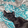 cat, black_cat, sleeping, bed, blanket, patterned_blanket, cozy, indoor, pet, animal, feline, resting, cute, tongue_out, soft_texture, comfort, domestic, nap, fur, closeup