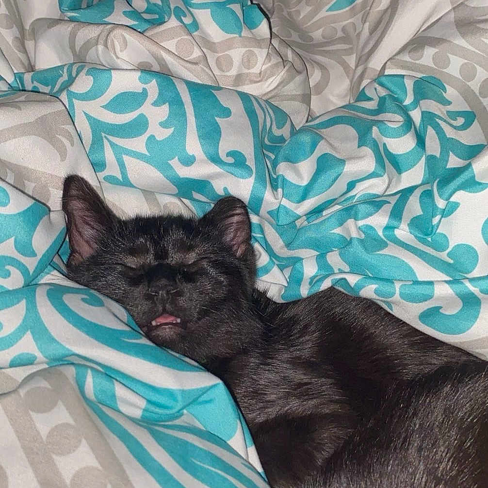 Toothless