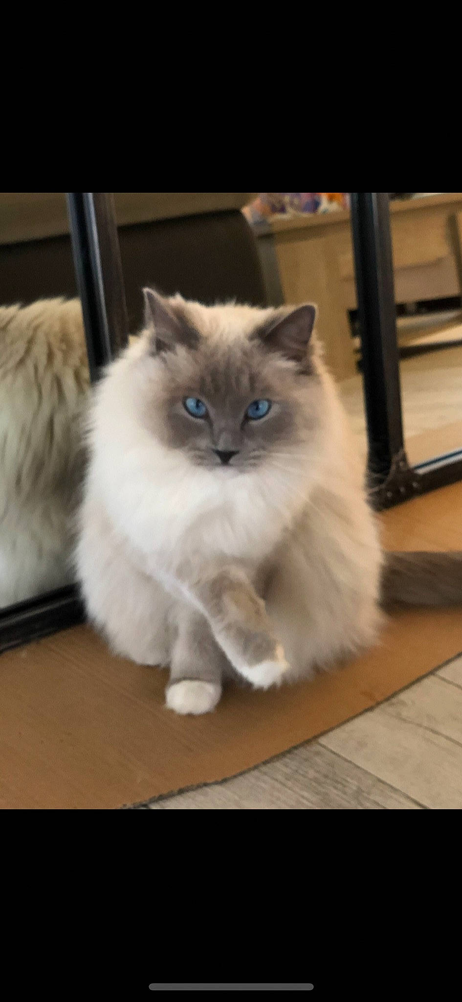 Lolie participe au concours pour gagner de l'argent avec cette photo : balinese, birman, british_longhair, carnivore, cat, claw, electric_blue, fawn, felidae, flooring, fur, hardwood, iris, paw, ragdoll, small_to_medium_sized_cats, snout, tail, whiskers