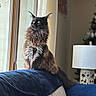cat, black_cat, fluffy, long_hair, maine_coon, pet, animal, sitting, indoors, living_room, window, curtains, couch, blue_blanket, lamp, furniture, portrait, ear_tufts, yellow_eyes, home_decor