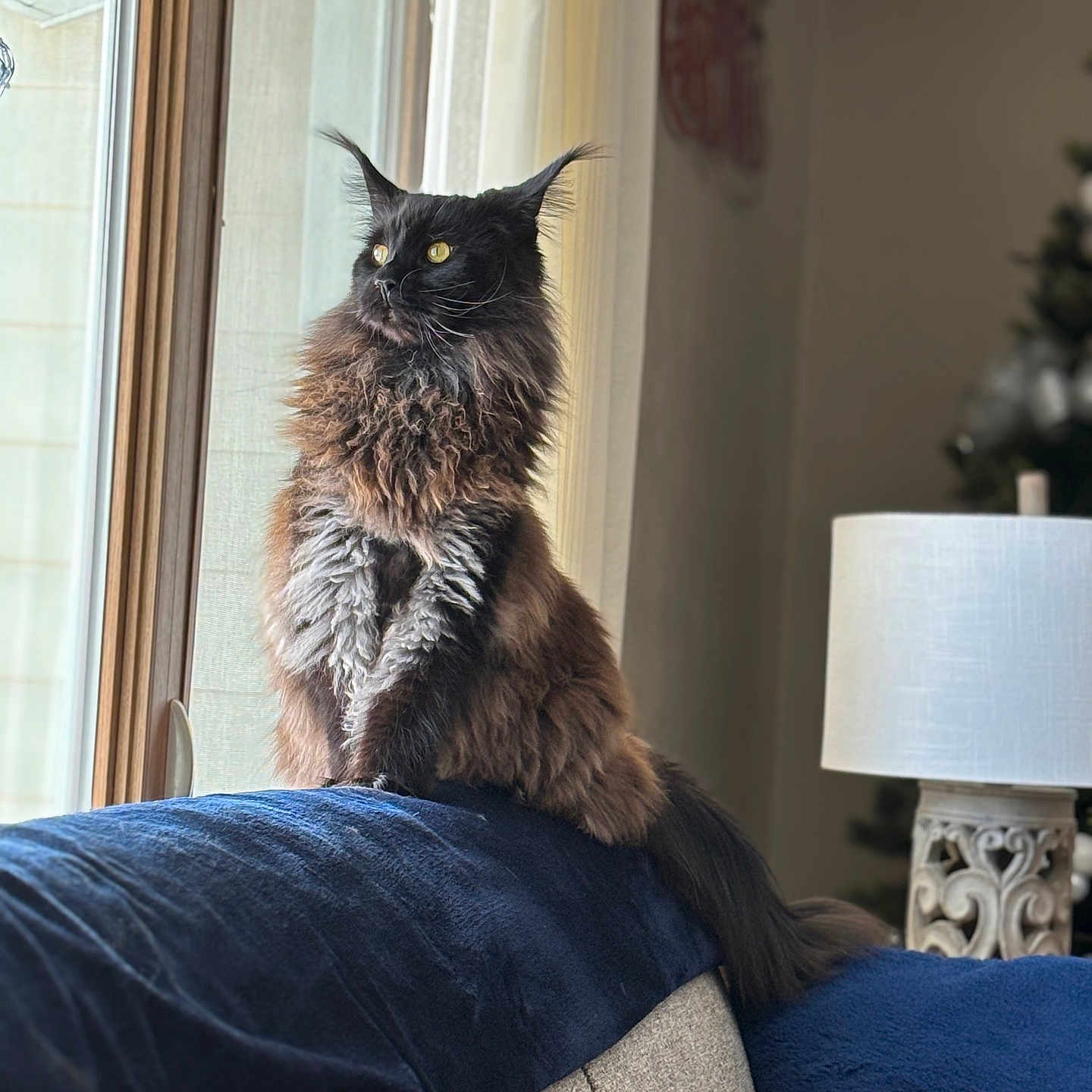 Viktor joined the competition — help win amazing prizes! cat, black_cat, fluffy, long_hair, maine_coon, pet, animal, sitting, indoors, living_room, window, curtains, couch, blue_blanket, lamp, furniture, portrait, ear_tufts, yellow_eyes, home_decor