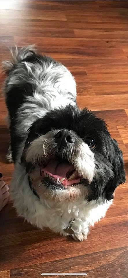 Yoshi is registered to the contest to win money with this photo: carnivore, companion_dog, dog, dog_breed, eye, fur, hardwood, head, liver, shih_poo, shih_tzu, small_terrier, snout, sporting_group, terrier, toy_dog, water_dog, wood, wood_stain, working_animal
