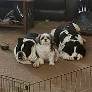 Tanner joined the competition — help win amazing prizes! dog, pets, indoor, carpet, furniture, living_room, relaxing, resting, brown_carpet, black_and_white, small_dog, large_dog, couch, metal_gate, home, animal, cute, companions, laying_down, domestic